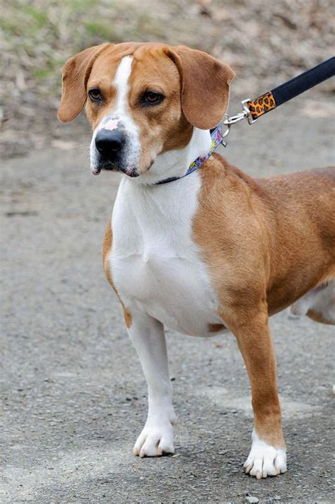 Beagle mix should make good family pet - nj.com