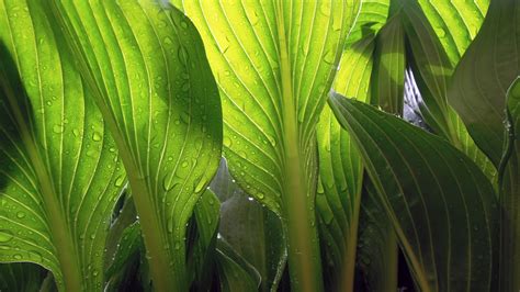 Greenery is the new black and Monstera is the new Manolo