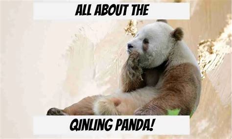 All About the Qinling Panda