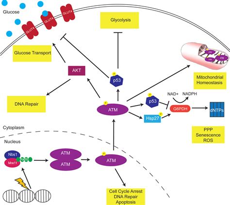 Frontiers | Ataxia-Telangiectasia Mutated Modulation of Carbon Metabolism in Cancer