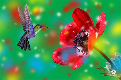 Hummingbird | Fantasy Surreal Scene | Photoshop Tutorial | Photo Manipulation - CiprianFOTO ...