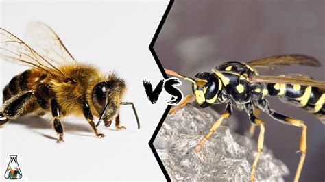 BEE VS WASP - Which is Deadlier? - YouTube