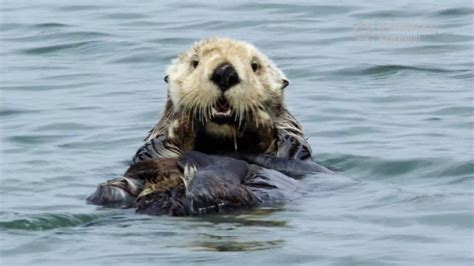 Wild Sea Otter Grooming Its Face! - YouTube