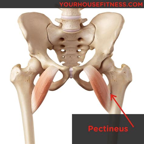 Muscle Breakdown: Pectineus