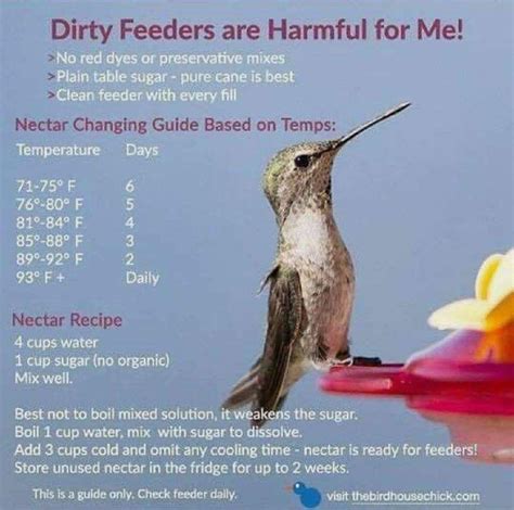 Homemade Hummingbird Sugar Water Recipe | Basis Recipe