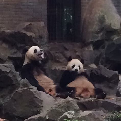 杭州动物园 Hangzhou Zoo - Zoo