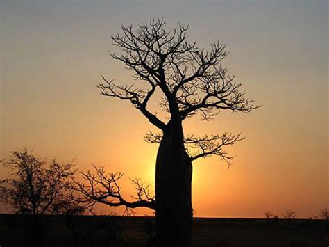 The Alluring Baobab and Boab Trees