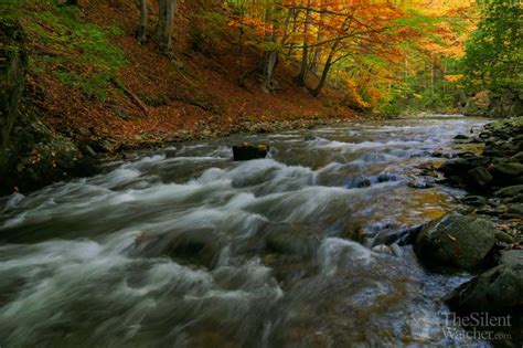 Peaceful Autumn – The Silent Watcher