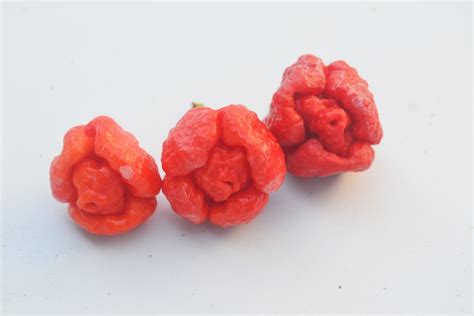 Dragon's Breath Chili Seeds (Capsicum chinense)