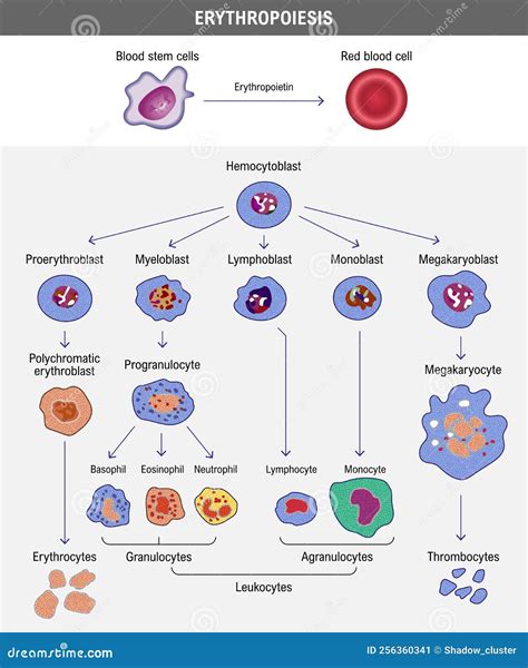 Erythropoiesis. the Development of Red Blood Cell Stock Vector ...