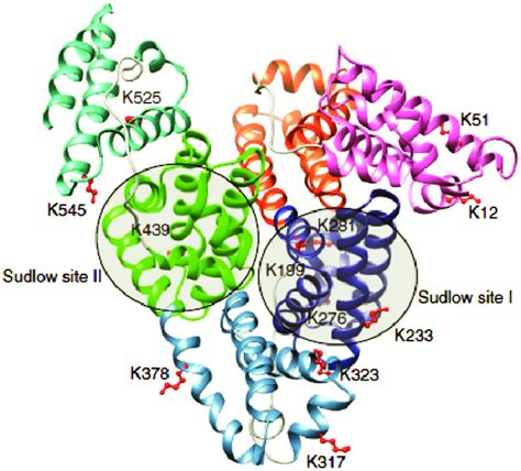 The crystal structure of albumin. The locations of the main drug ...