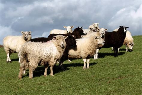 7 Best Dairy Sheep Breeds For Milk - SheepCaretaker