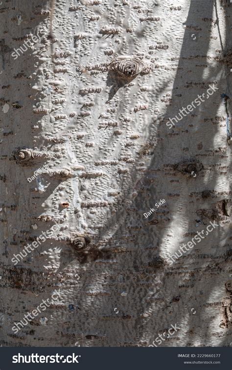 Aspen Wood Texture Images: Browse 7,140 Stock Photos & Vectors Free Download with Trial ...