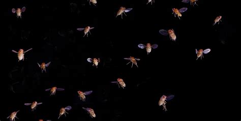 Team Identifies Genes for Asexual Reproduction in Fruit Flies - www ...