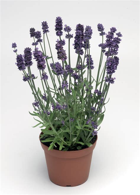 Lavender Flower Pot - Lavender Plant