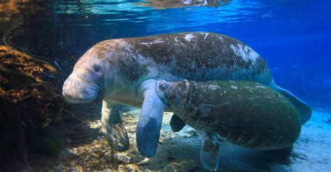 What Do Manatees Eat? 9 Foods In Their Diet - AZ Animals