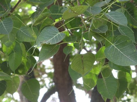 Peepal Tree | Bodhi Tree | Ashwatha Vriksha | Arali Mara