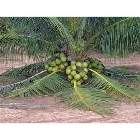 Coconut Plant at Rs 100/piece | Coconut Plants | ID: 14459087088