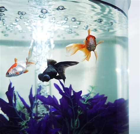 Fish Tank stock photo. Image of fish, home, fantail, fishes - 48357592