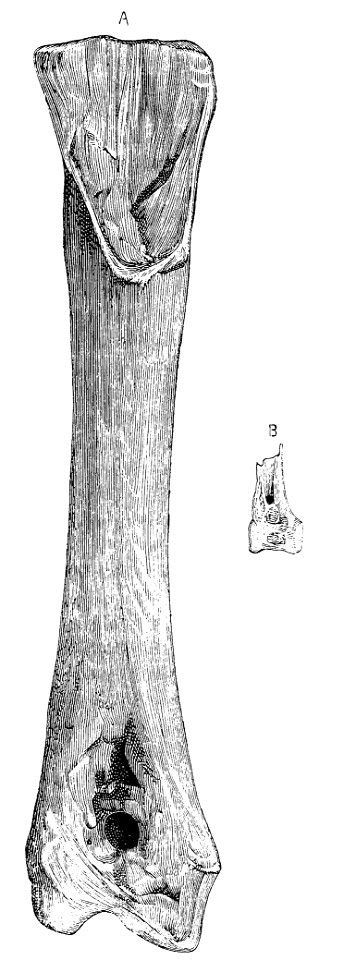 PSM V21 D482 Tibia size comparison of a gastornis and a swan - Free ...