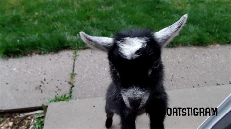 Goats Yelling Compilation - Goats of Goatstigram - YouTube