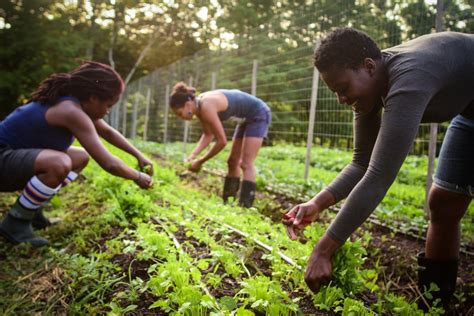 Black farmers work to cultivate diversity - WHYY