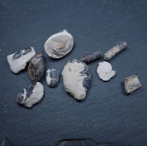 Unidentified Crustacean Fossils from the UK | Buy British Fossils