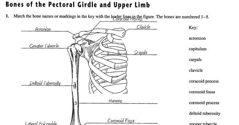 Senior Class AP Help Guides: Physiology -Worksheet- Bones of the Pectoral Girdle and Upper Limb