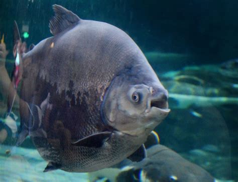 Pacu Fish: Types, habitats, characteristics and more...