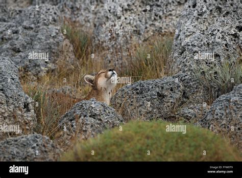 Puma in Torres del Paine Stock Photo - Alamy