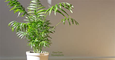 Palm Plant Care - Easy Care Houseplants