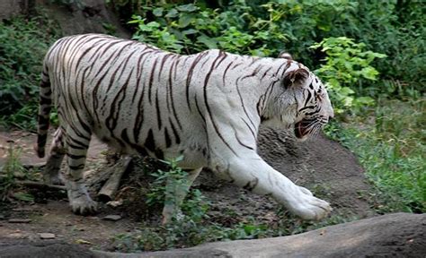 Why White Tigers Should Go Extinct