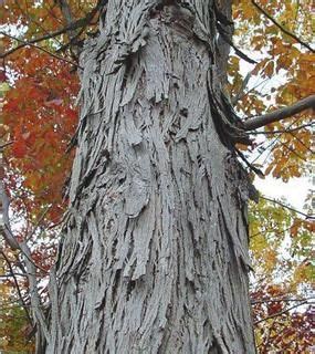 The Shagbark Hickory Tree | Hickory tree, Tree bark identification, Deciduous trees