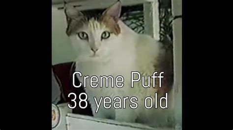 Oldest Cat In History — Creme Puff - YouTube