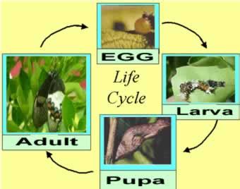 Insects - Life cycles