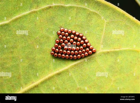 Stink bug eggs, Pentatomidae eggs, Pune, Maharashtra, India.JPG Stock Photo - Alamy