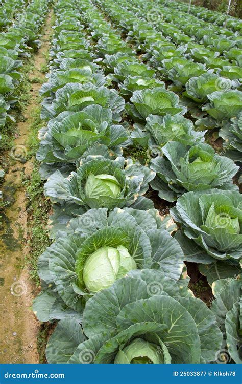 Cabbage farming stock image. Image of grow, fertilizer - 25033877