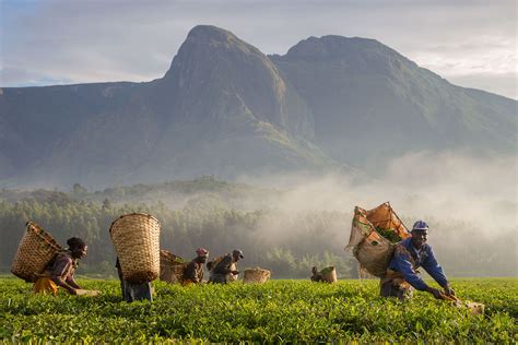 Mount Mulanje Cedars - Morgan Trimble