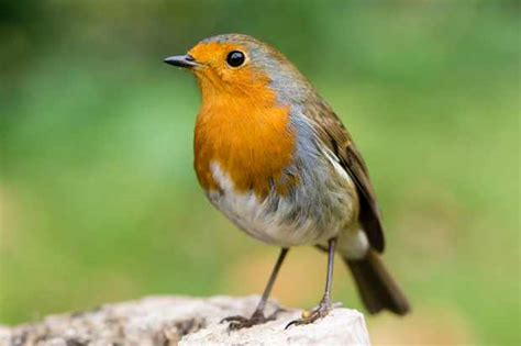 Everything you need to know about the robin | Facts about robins ...