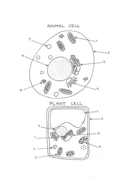 16 Animal And Plant Label Worksheet / worksheeto.com