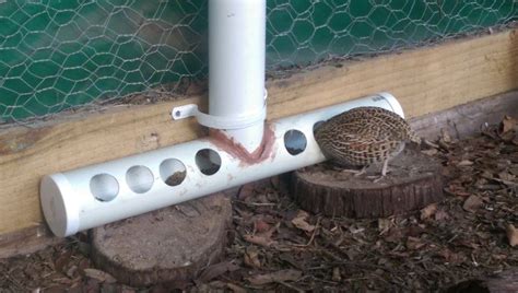 the Best ever Quail feeder - Google Search | Quail feeder, Quail coop ...