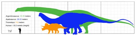 The Argentinosaurus | Interesting Thing of the Day