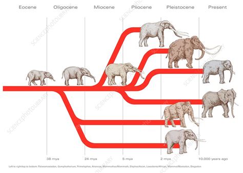 Evolution Of Elephants