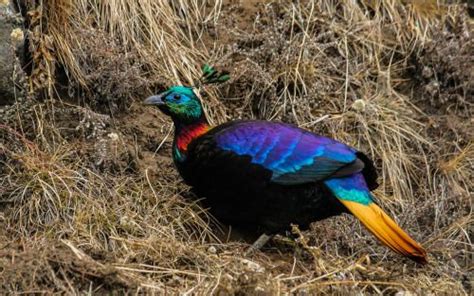 Himalayan Monal. Photo by Elliot Pelling. | Photo, Animals, National bird