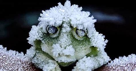 Can A Frog Really Freeze Solid, Thaw Out, And Survive? Truth Is Stranger Than Fiction ...