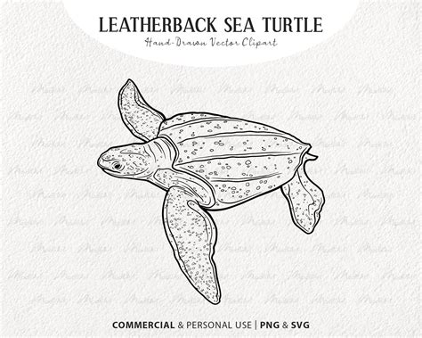 Leatherback Sea Turtle Vector Clip Art. Sea Animal Artwork. Minimalistic Ocean Reptile Drawing ...