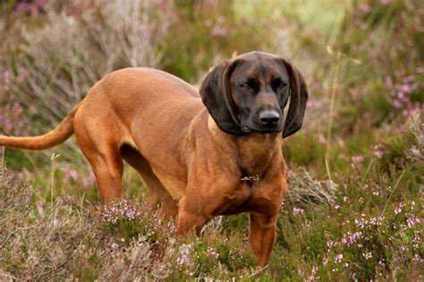 Hanover Hound | Bavarian mountain hound, Hound puppies, Unique dog breeds