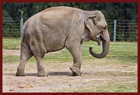 Dubbo Zoo Elephant-2& | Dubbo Zoo Elephant | John | Flickr