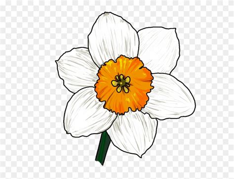 Narcissus Flower Drawing - Narcissus Flower Drawing Easy, HD Png Download - 600x600(#2820159 ...