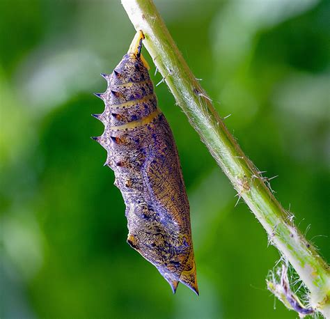 Pupa Cocoon Butterfly - Free photo on Pixabay - Pixabay